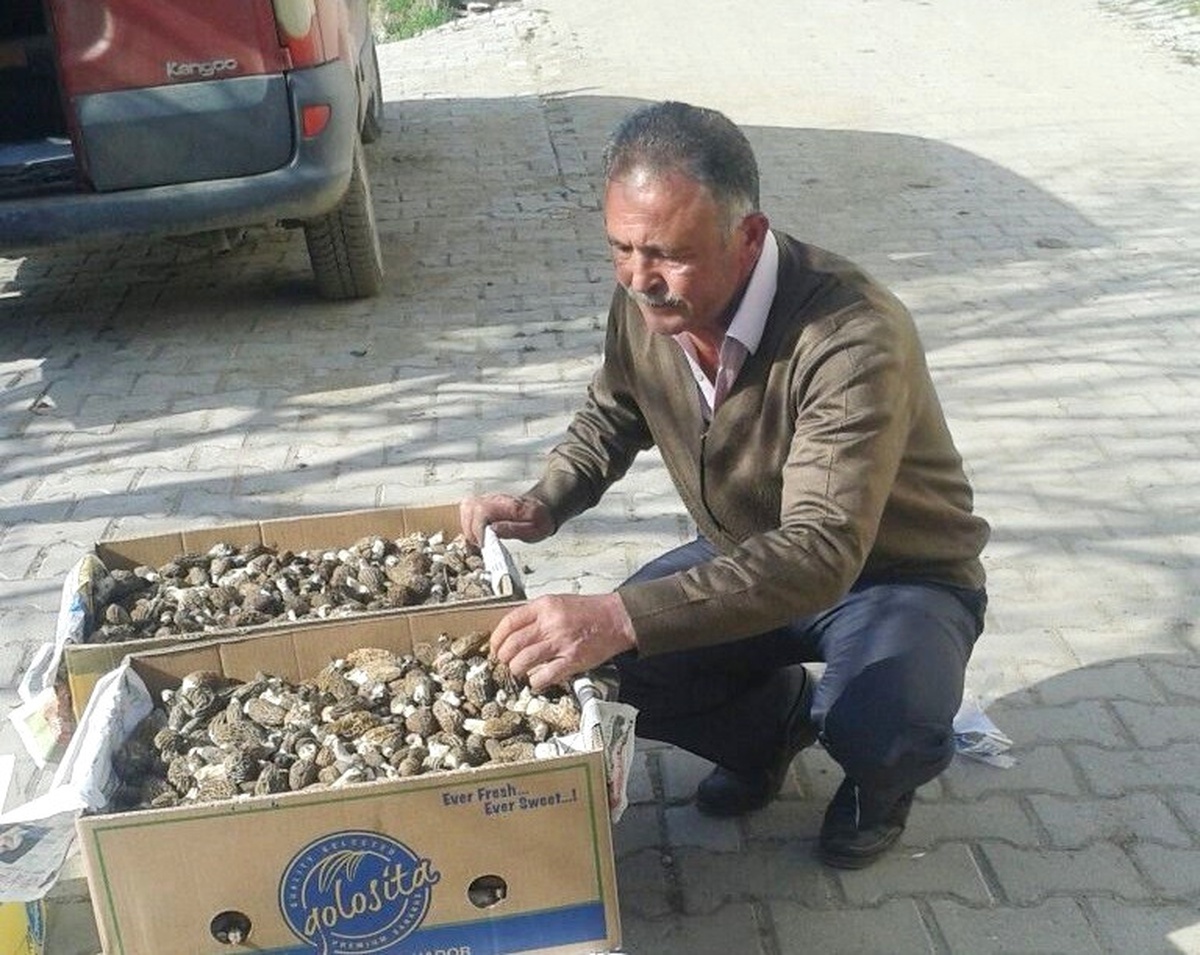 Hisarcık\'ta Kuzugöbeği Mantarı Köylülerin Gelir Kaynağı Oldu