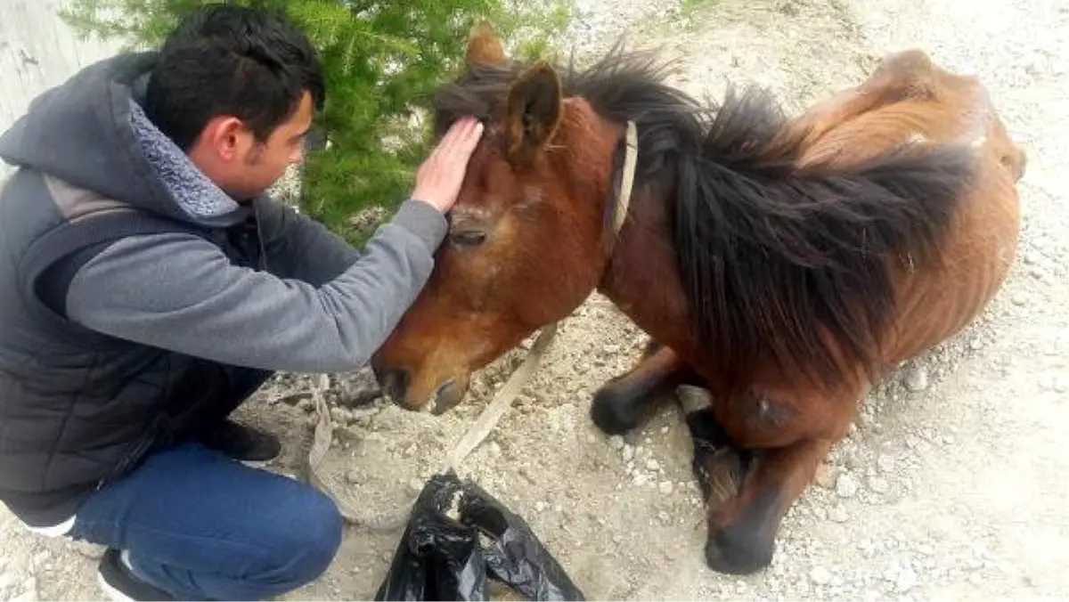 Isparta\'da Ağaca Bağlı Bulunan At, Kurtarılamadı