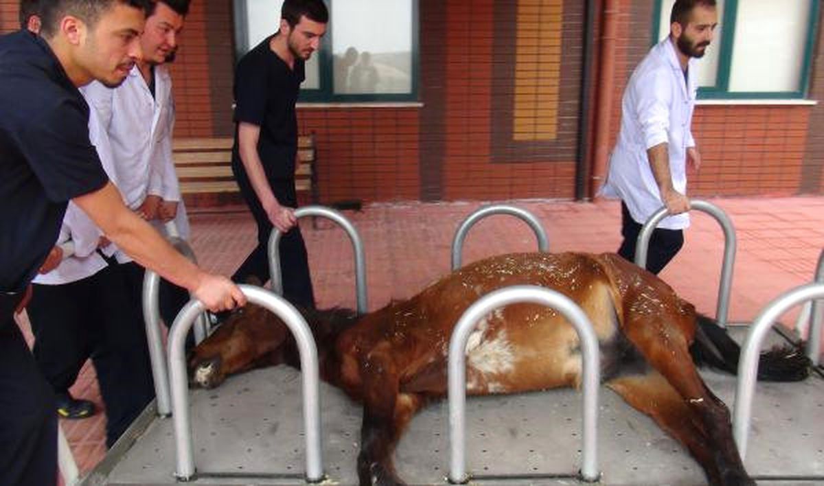 Isparta\'da Bitkin Halde Bulunan At Öldü