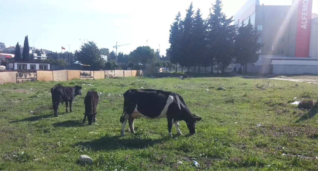 İstanbul\'un Göbeğinde Başıboş İnek Şaşkınlığı