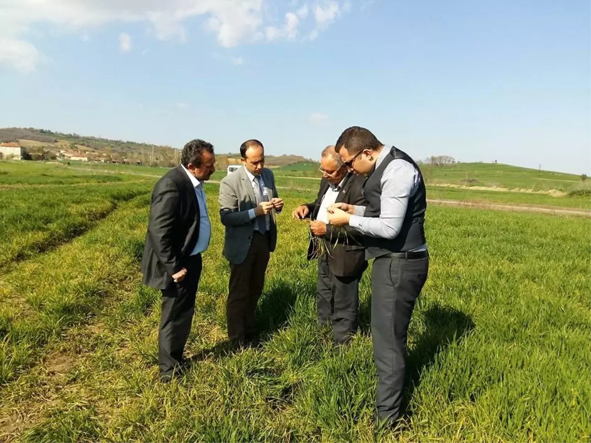 Tarım Müdürlüğü Ekiplerinin Hububat Kontrolleri Başladı