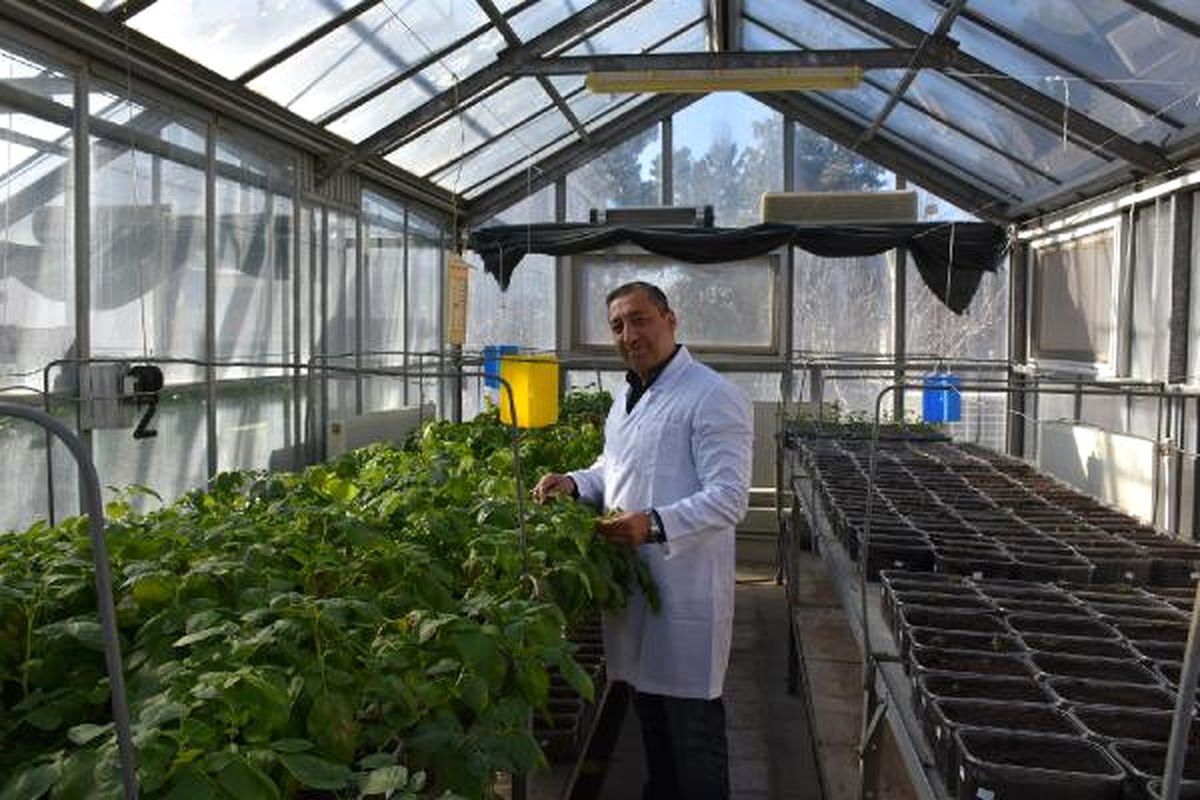 Üç Yerli Patates Daha Tescillendi