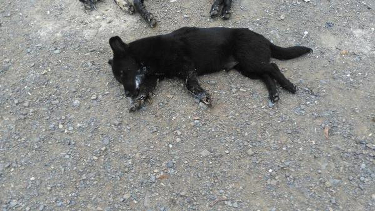 Zehirlenen Köpek ve Yavrusu Telef Oldu