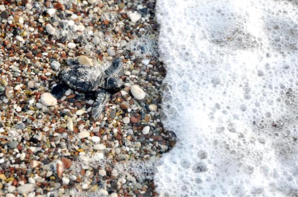 575 Bin Deniz Kaplumbağası Yavrusu Denizle Buluştu