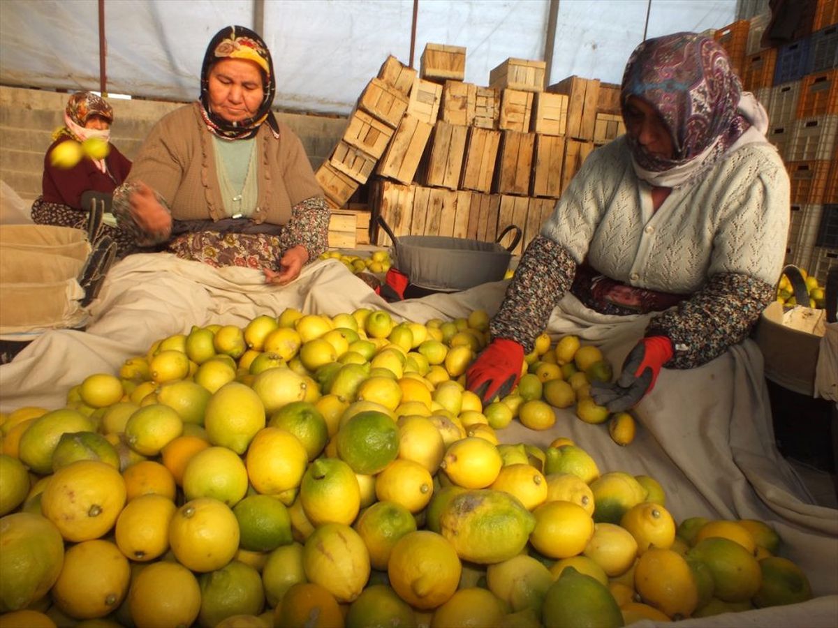Elvan\'dan Mersinli Limon Üreticilerine Müjde