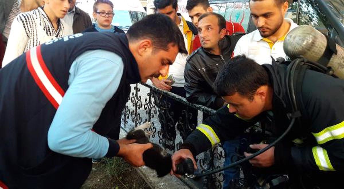 İtfaiye Eri, Yangında Kurtarılan Yavru Kediye Oksijen Verdi