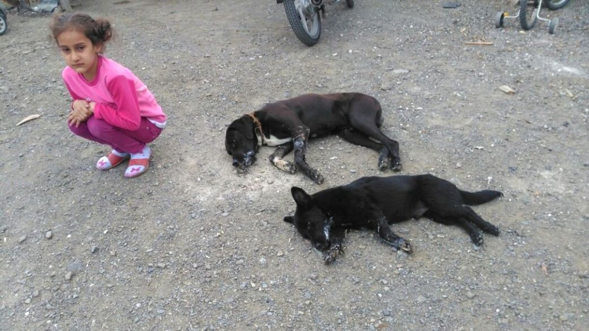 Ortaca\'da Köpek Zehirlenmesi İddiası