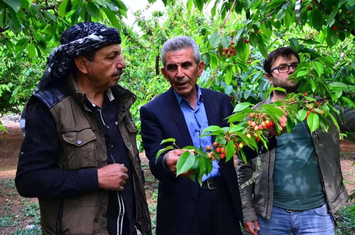 Sezonun İlk Kirazı, 250 Liralık Fiyatıyla Cep Yakıyor