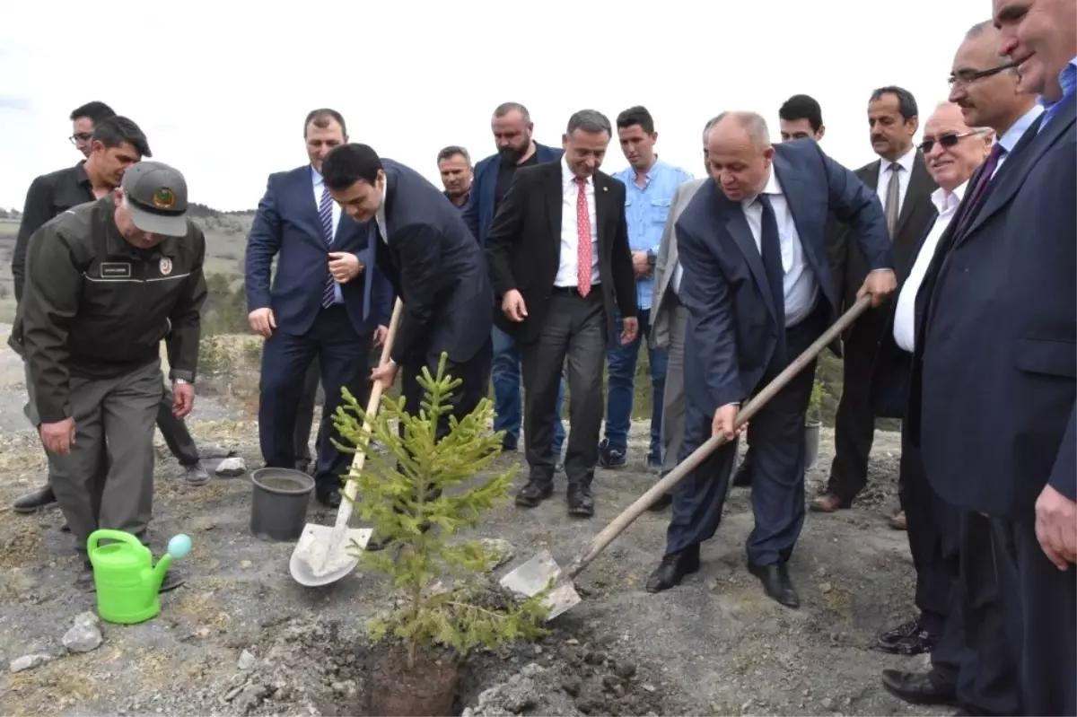 Azdavay\'da Maden Sahaları Ağaçlandırılıyor