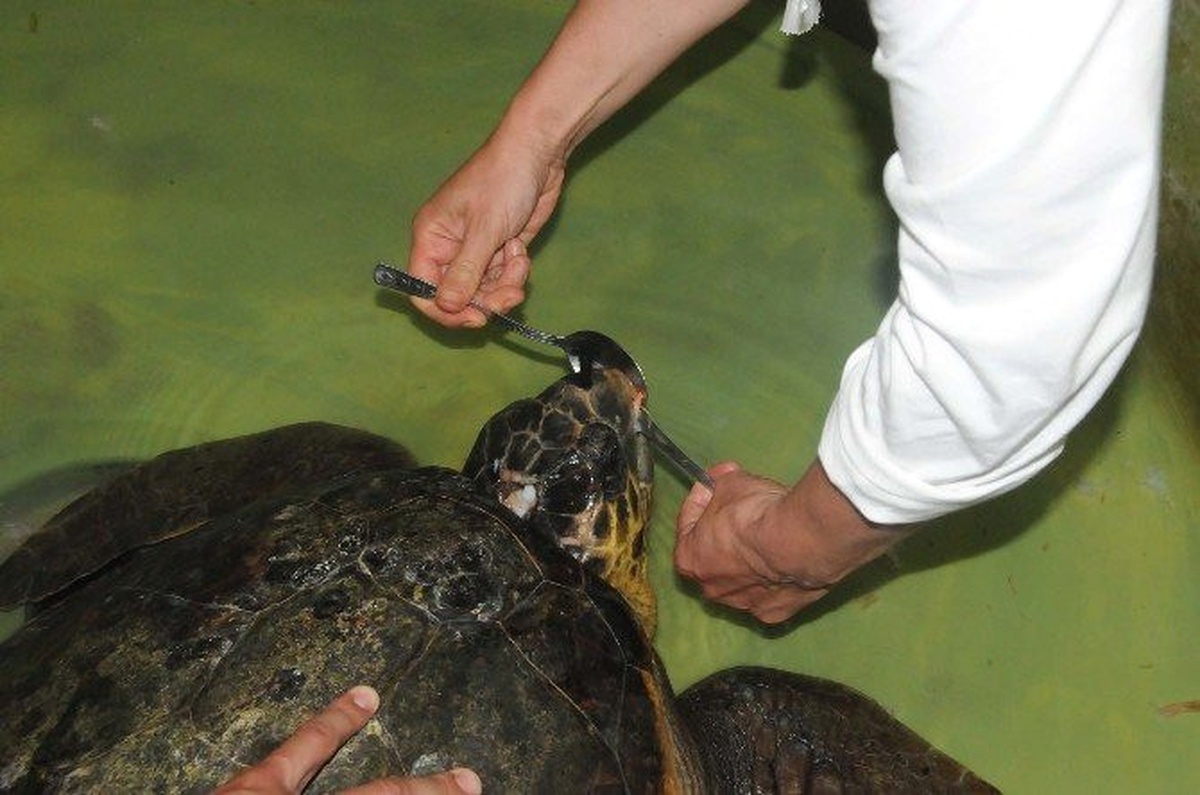 Hatay\'da Yaralı Caretta Caretta Tedavi Altına Alındı