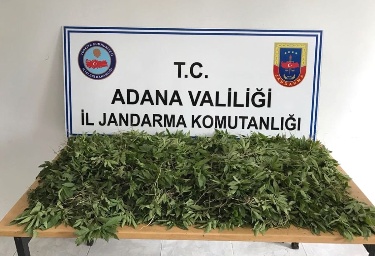 Adana\'da 2 Bin 290 Kök Hint Keneviri Ele Geçirildi