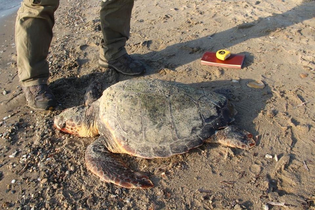 Kuşadası Körfezi\'nde 2 Caretta Caretta Ölü Bulundu