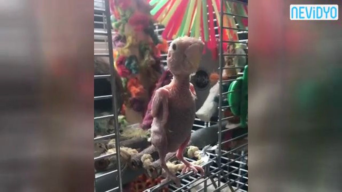 Sosyal Medya Fenomeni: Çıplak Kuş Rhea