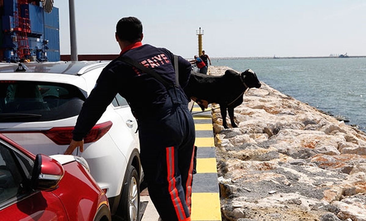 Brezilyalı Angus Kaçtı, Mersin Limanı\'nı Birbirine Kattı