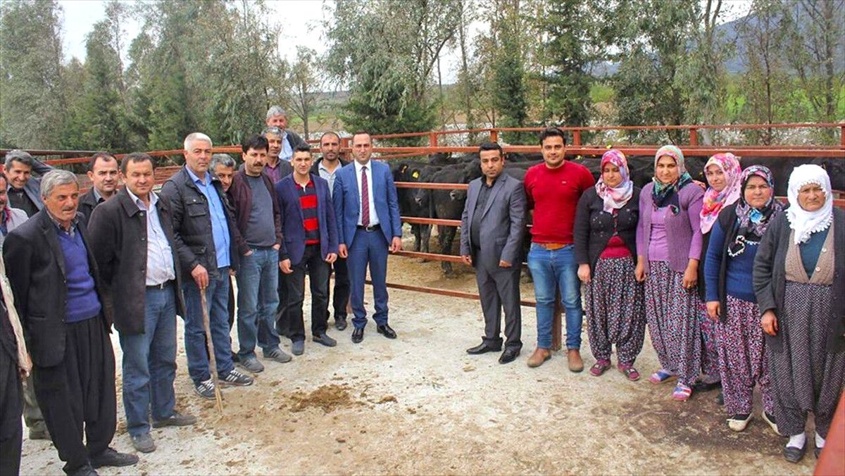 Düziçi\'nde Genç Çiftçilere 42 Büyükbaş Hayvan