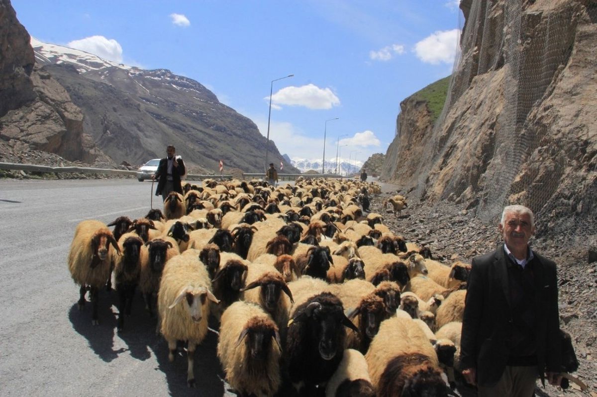 Hakkari\'de Sürüler Meraya Çıkartılmaya Başlandı