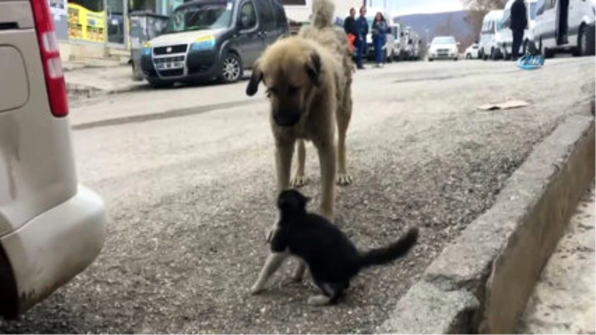 Kedi ve Köpeklerin Dostluğu
