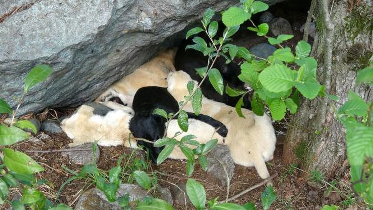 Köylülerin Sahiplendiği 7 Yavru Köpeği Zehirlediler