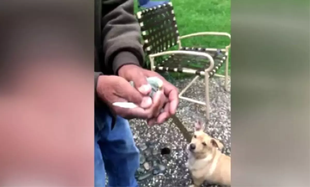 Kuşu Uçurmak Isterken Köpeğe Yem Ettiler