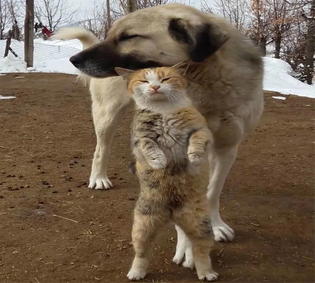 Tunceli\'de Kedi ve Köpeğin Dostluğu