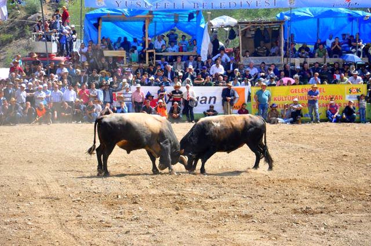 Yusufeli, Geleneksel Derekapı Boğa Güreşi Festivali\'ne Hazırlanıyor
