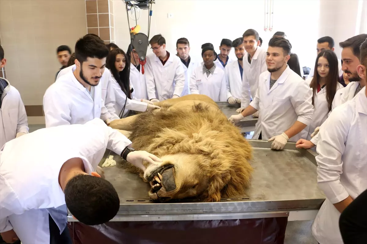 Yıldırım Çarpmasıyla Ölen Aslan Kadavra Olacak