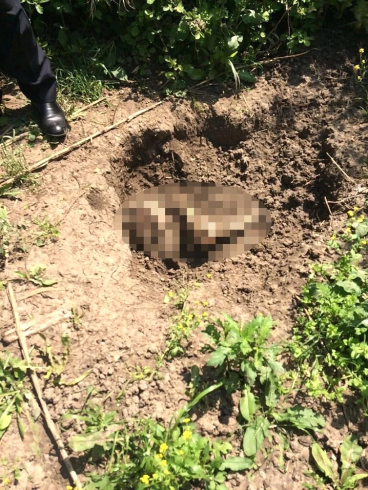 Adana\'da Ormanlık Alanda Erkek Cesedi Bulundu