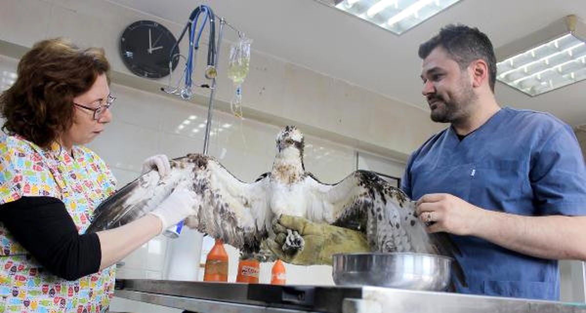 Avcıların Vurduğu Yaralı Kartala Tedavi