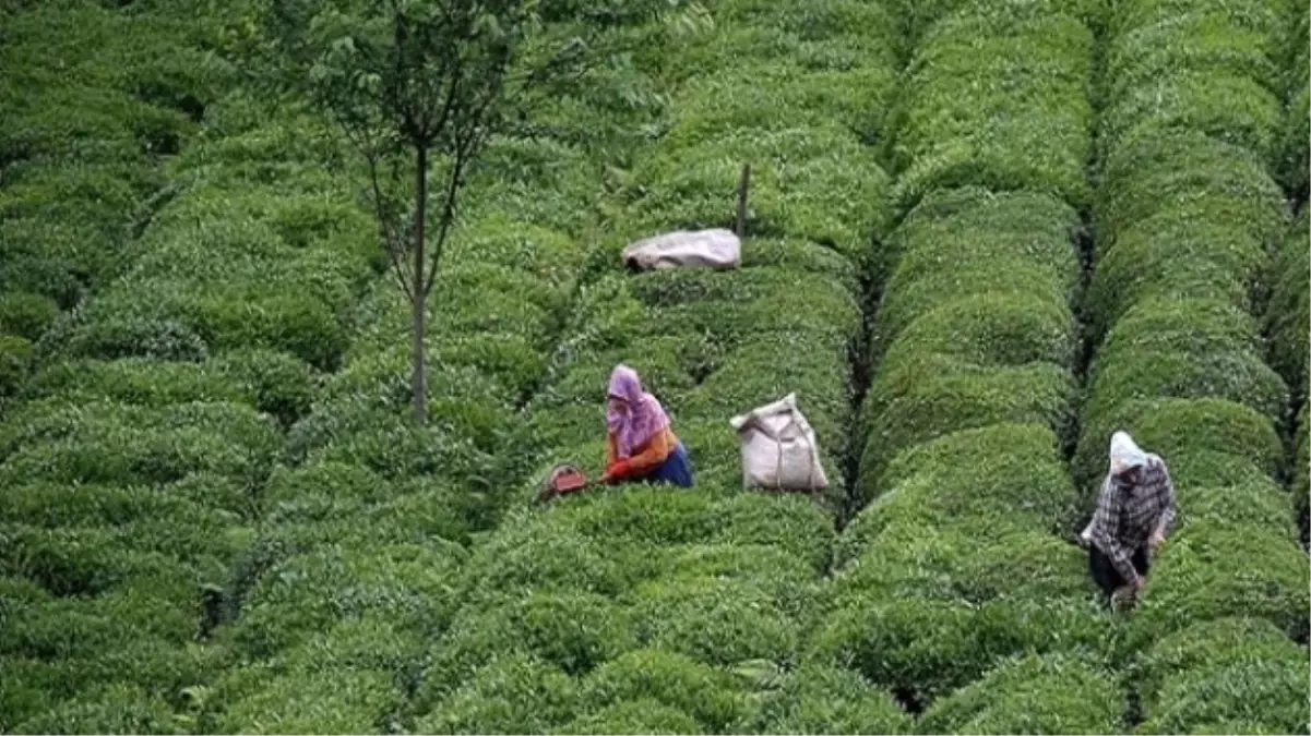 Çay İhtisas Borsası Satışa Başladı