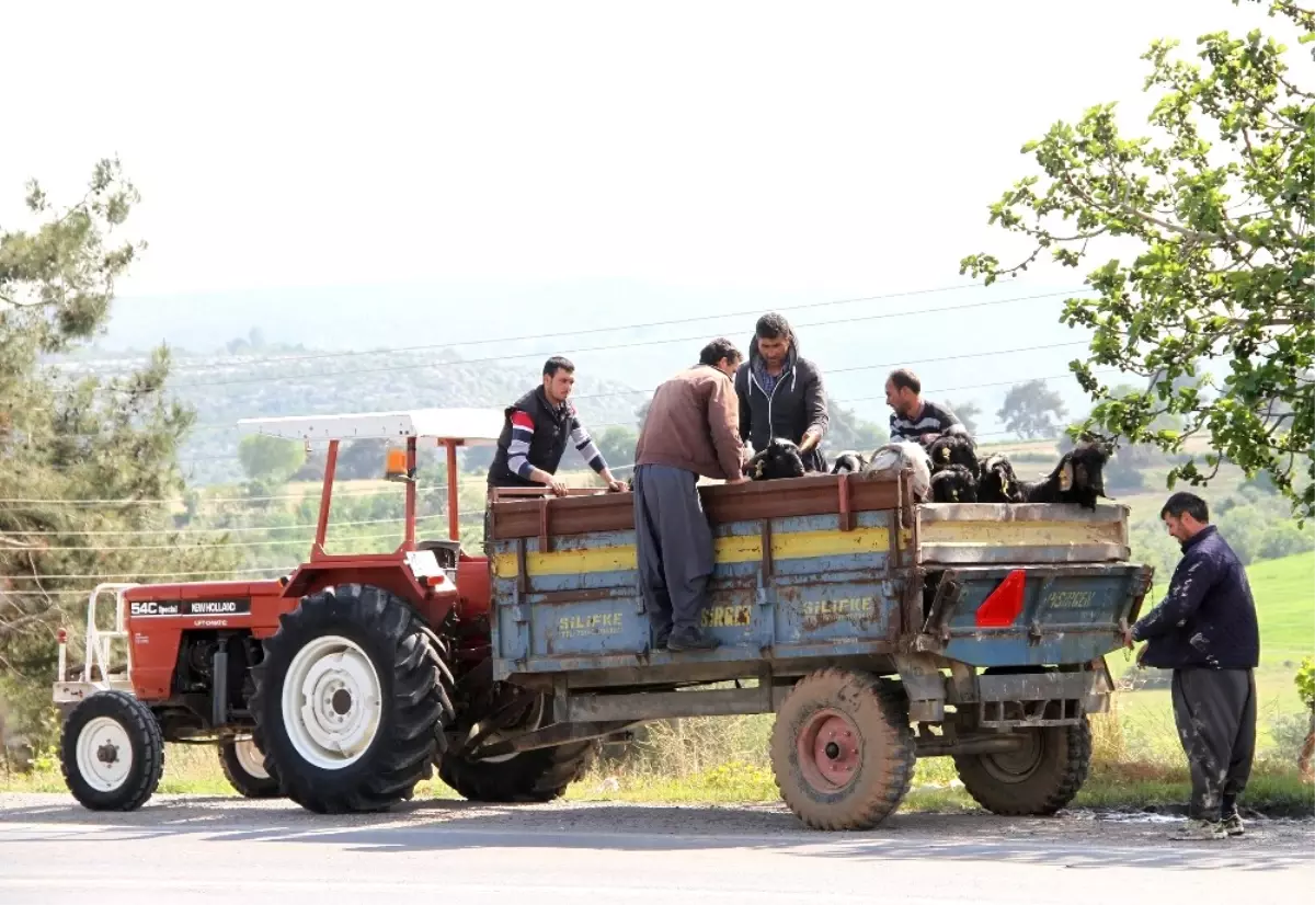 Damızlık Kıl Keçisi Tekeleri Üreticilere Dağıtılıyor