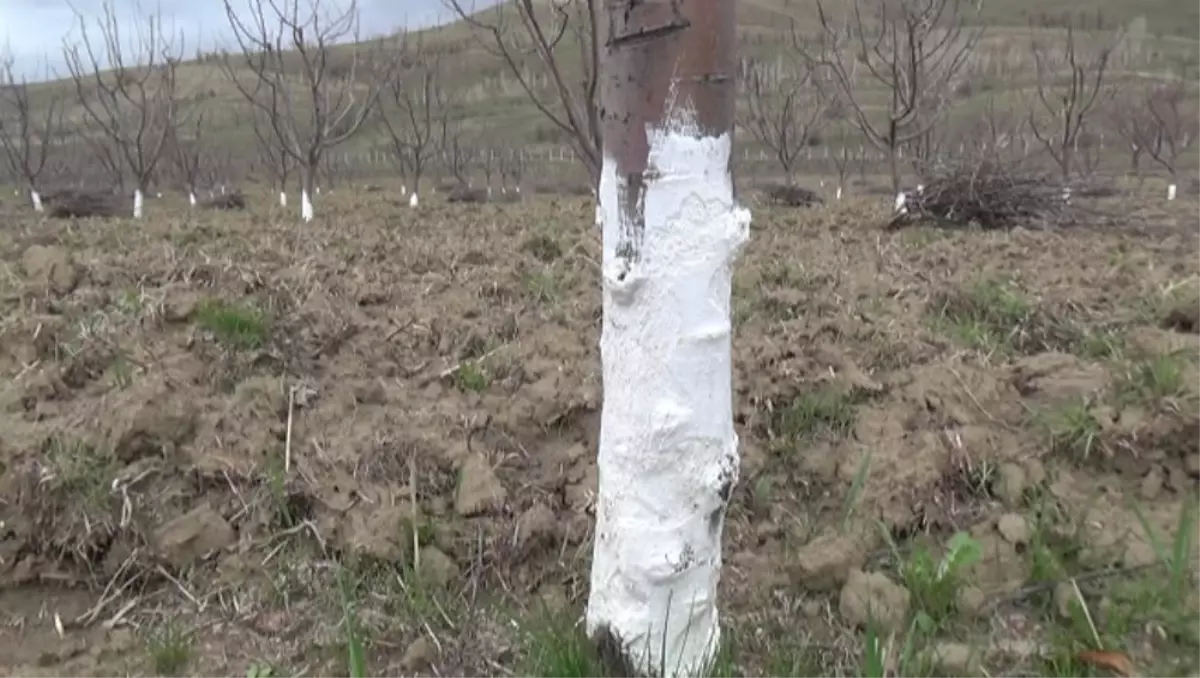 Meyve Ağaçlarını Kemiren Fareler Zarara Yol Açtı