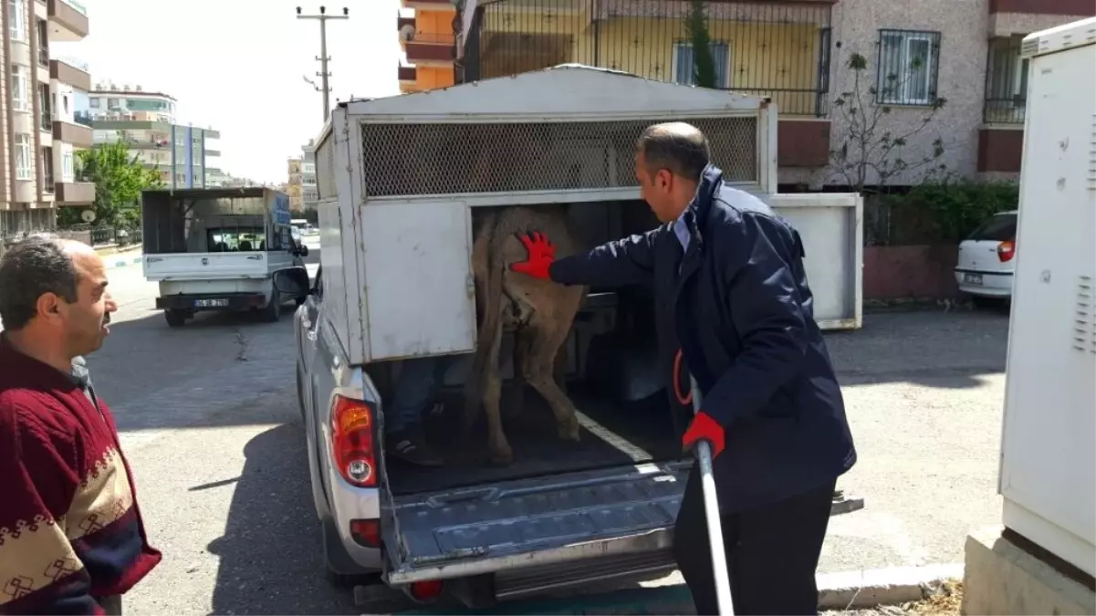 Araçların Arasına Dalan Eşek Sürücülere Zor Anlar Yaşattı