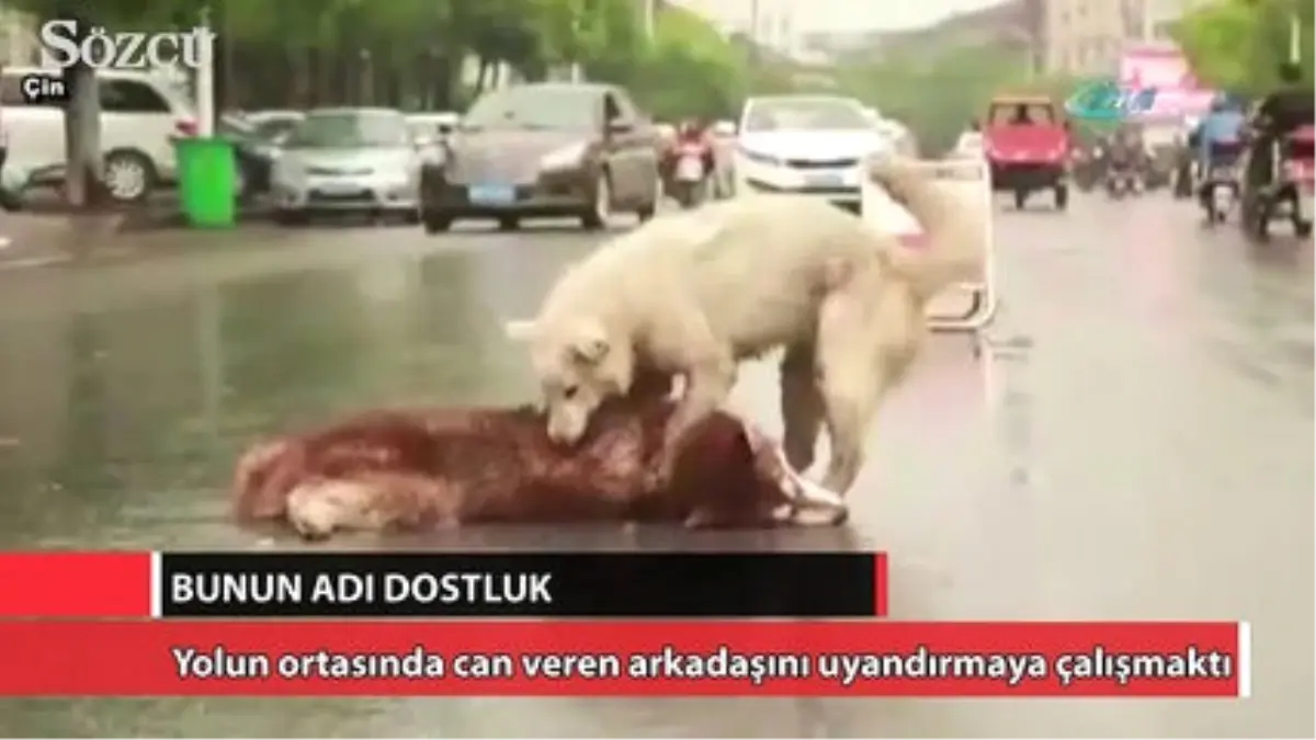 Bunun Adı Dostluk!