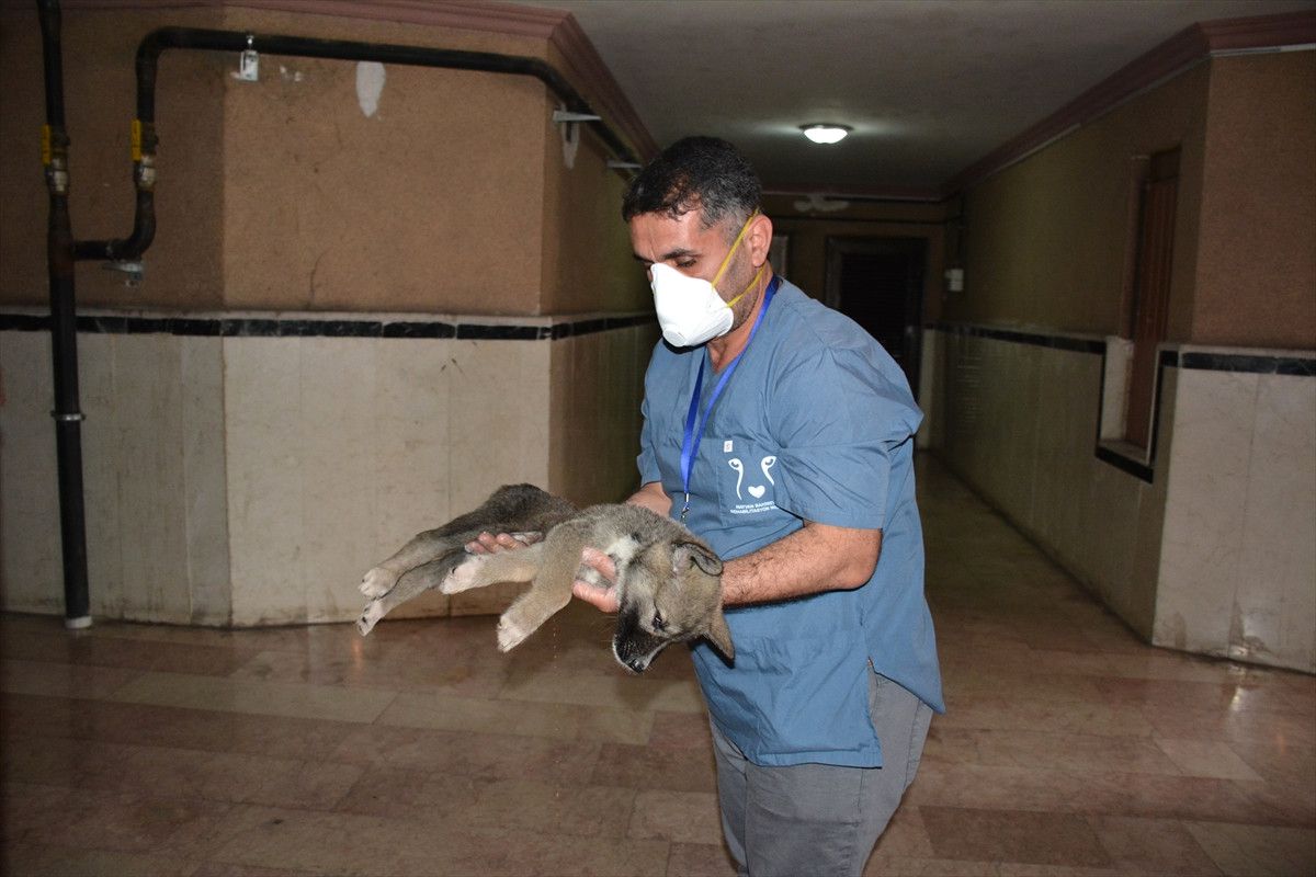 Evde Mahsur Kalan Yavru Köpek Kurtarıldı