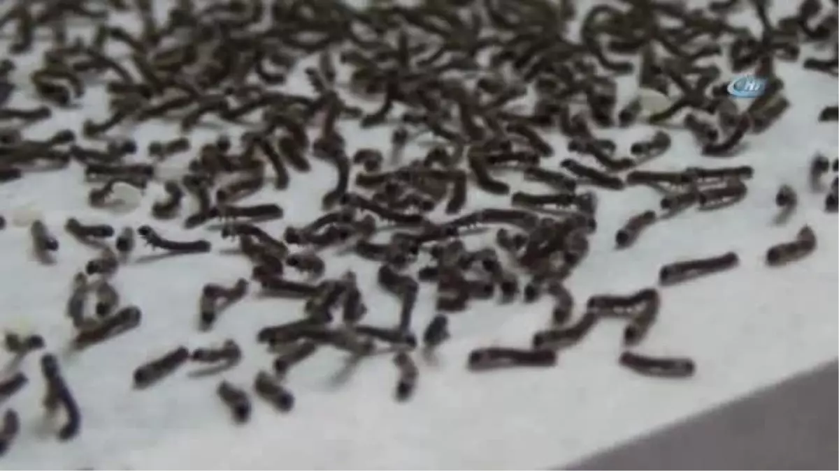 Evlerinde İpek Böceği Yetiştirerek 6 Bin Lira Kazanacaklar