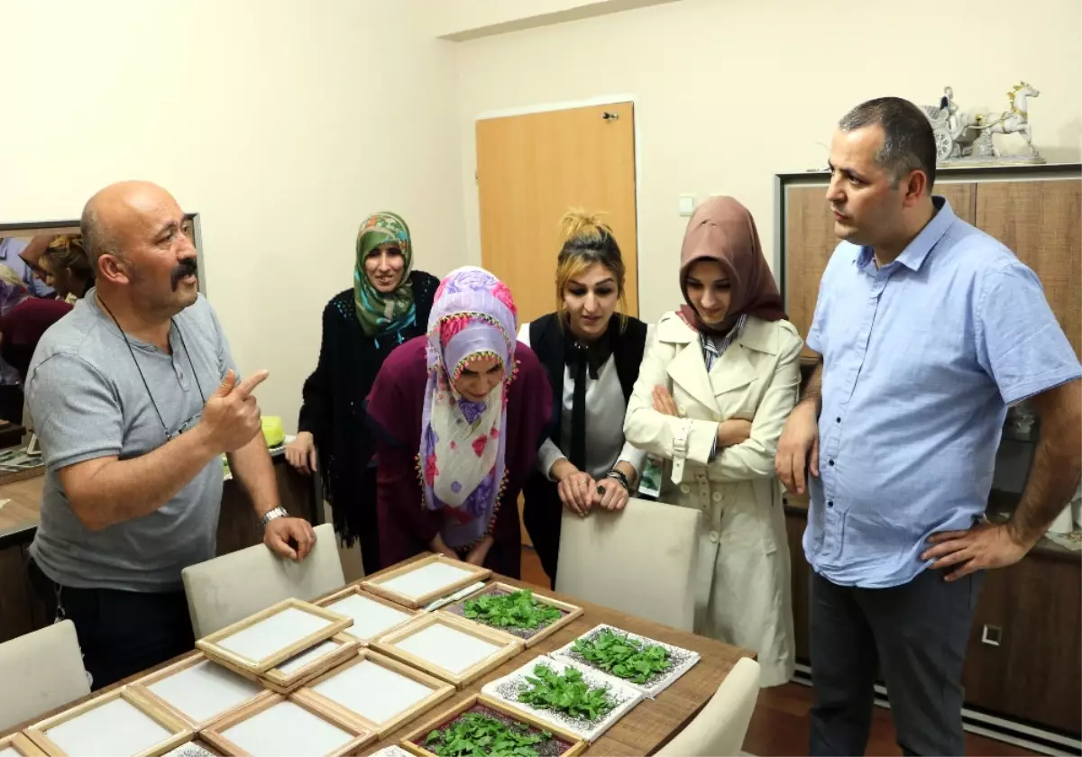 Evlerinde Ipek Böceği Yetiştirerek 6 Bin Lira Kazanacaklar