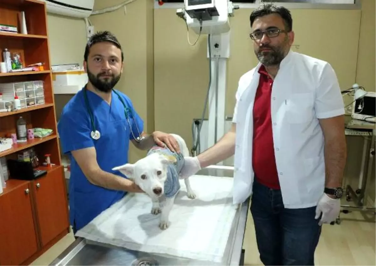 Havuçla İşkence Yapılan Köpek Yeniden Tedaviye Alındı