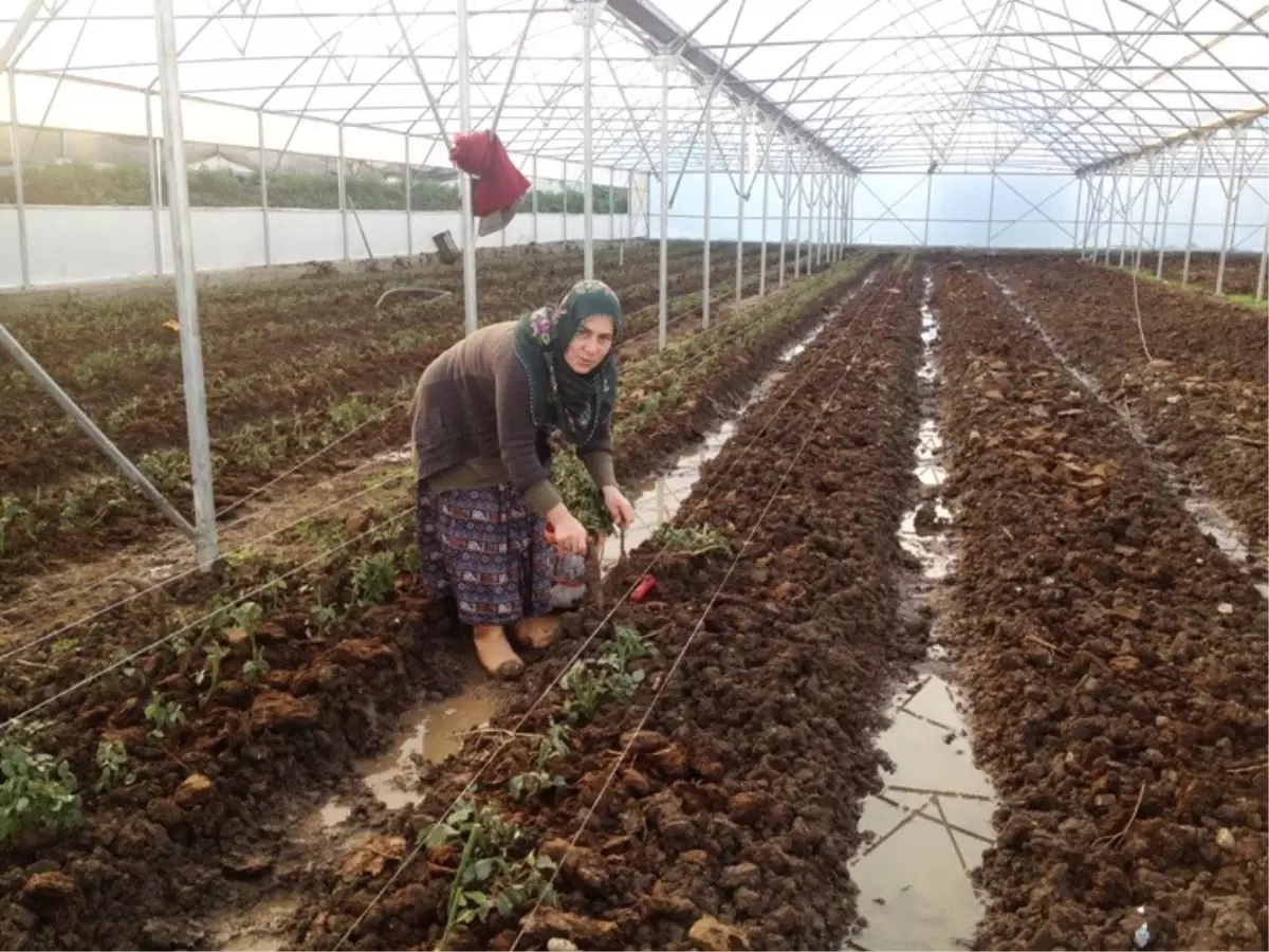 Samsun\'da Genç Çiftçi Desteği Alanlardan Yüzde 76\'sı Kadın