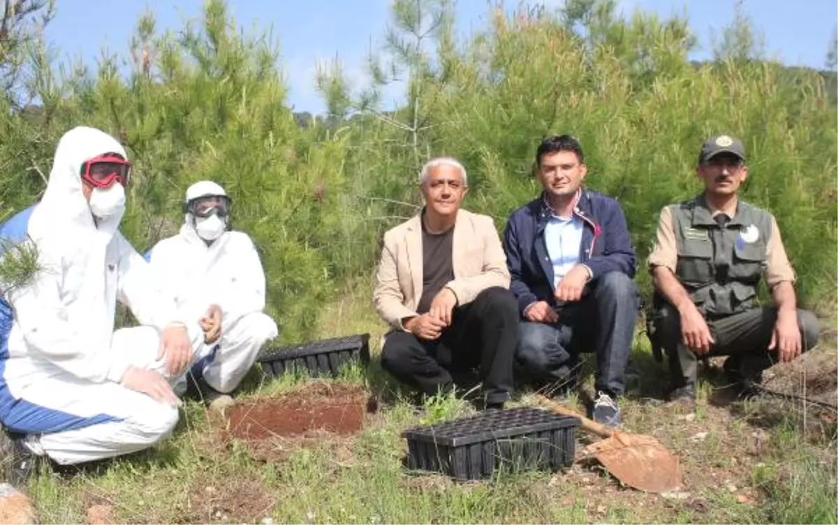 Terminatör Böcekler, Biyolojik Mücadele İçin Ormana Bırakıldı