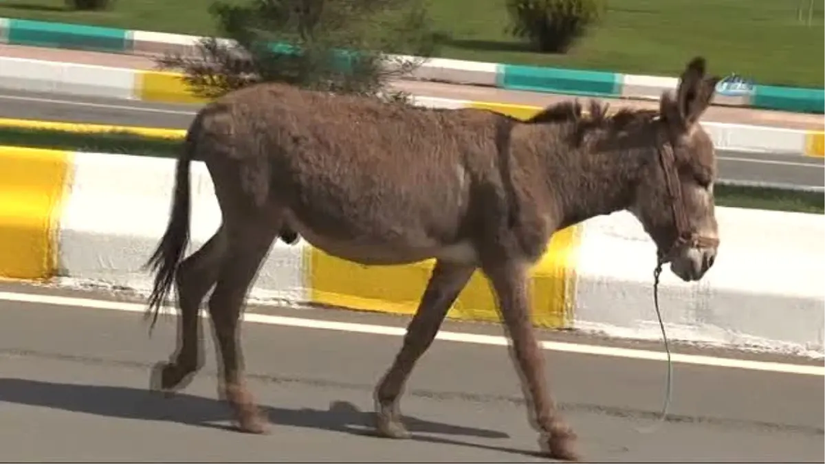 Trafikte İlerleyen Eşek Sürücülere Zor Anlar Yaşattı