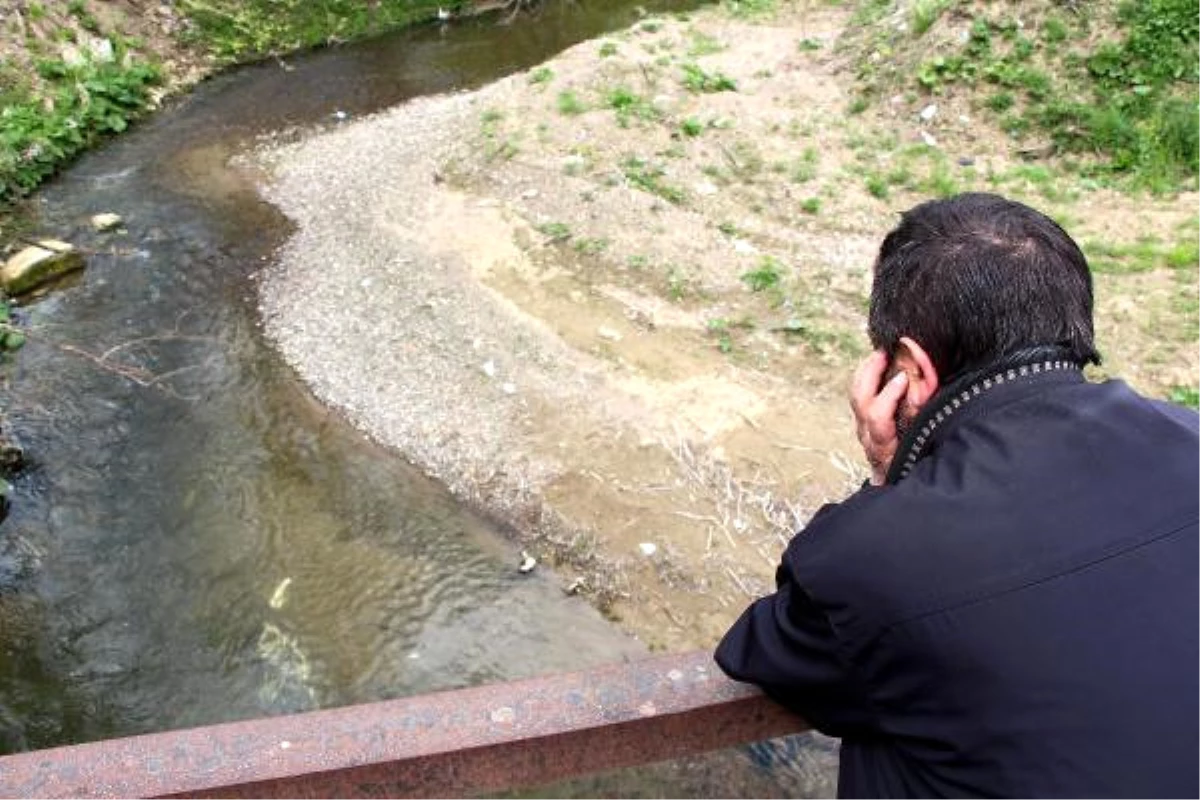 Zonguldak\'ta Derede Balık Ölümleri Tedirgin Etti