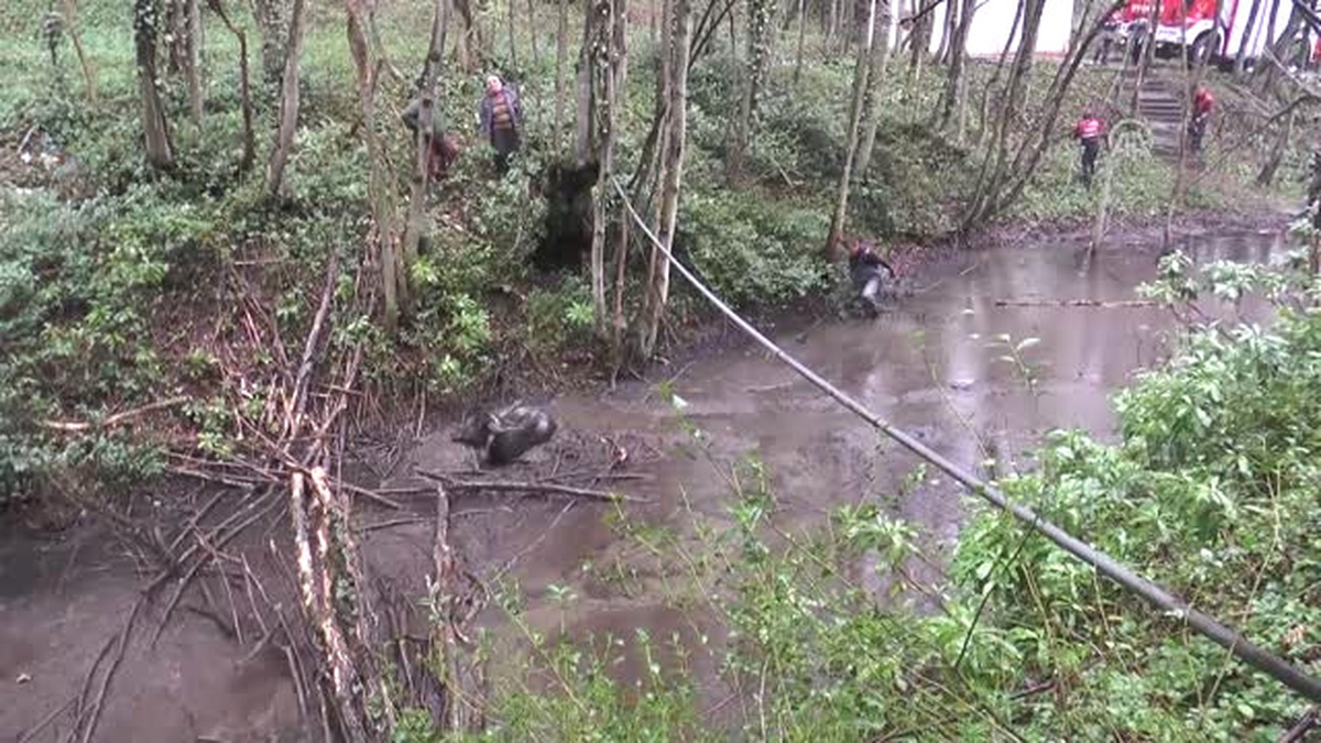 Bataklığa Saplanan Mandayı İtfaiye Kurtardı