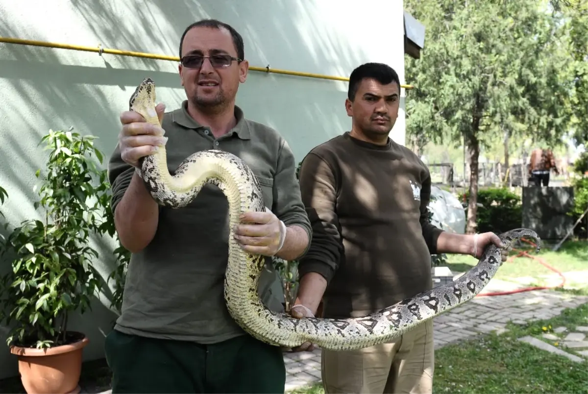 Dev Yılan Sağlığına Kavuştu