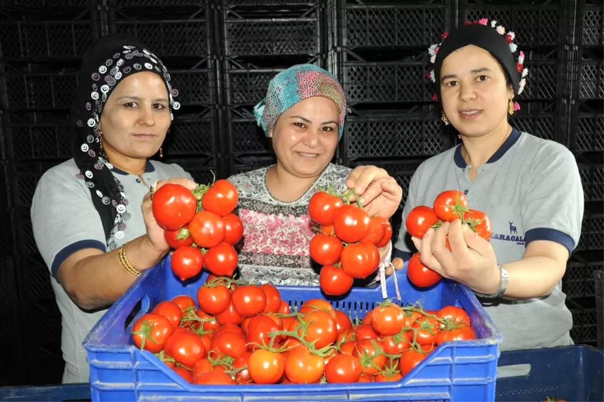 Domates Doları da Euroyu da Solladı