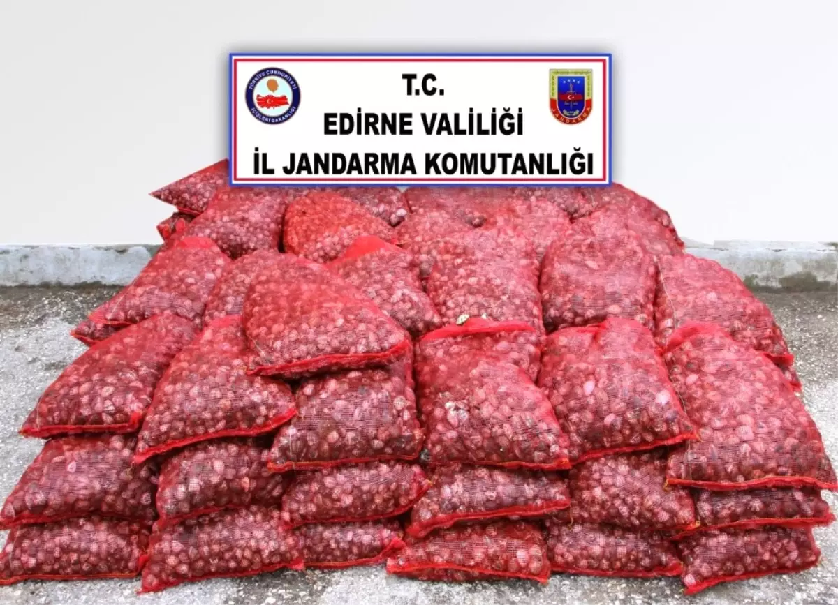 Edirne\'de 2 Ton Canlı Midye Ele Geçirildi