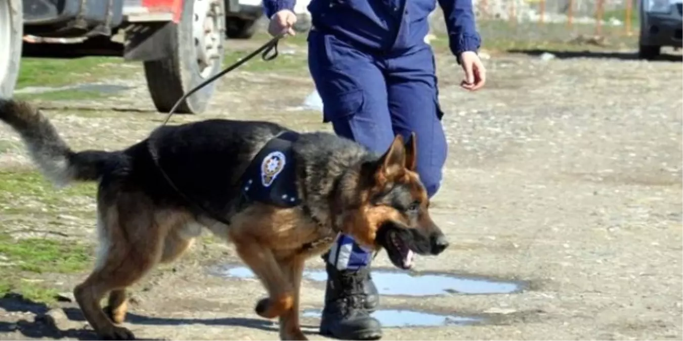 Hassas Burunlar" Uyuşturucuya Geçit Vermiyor