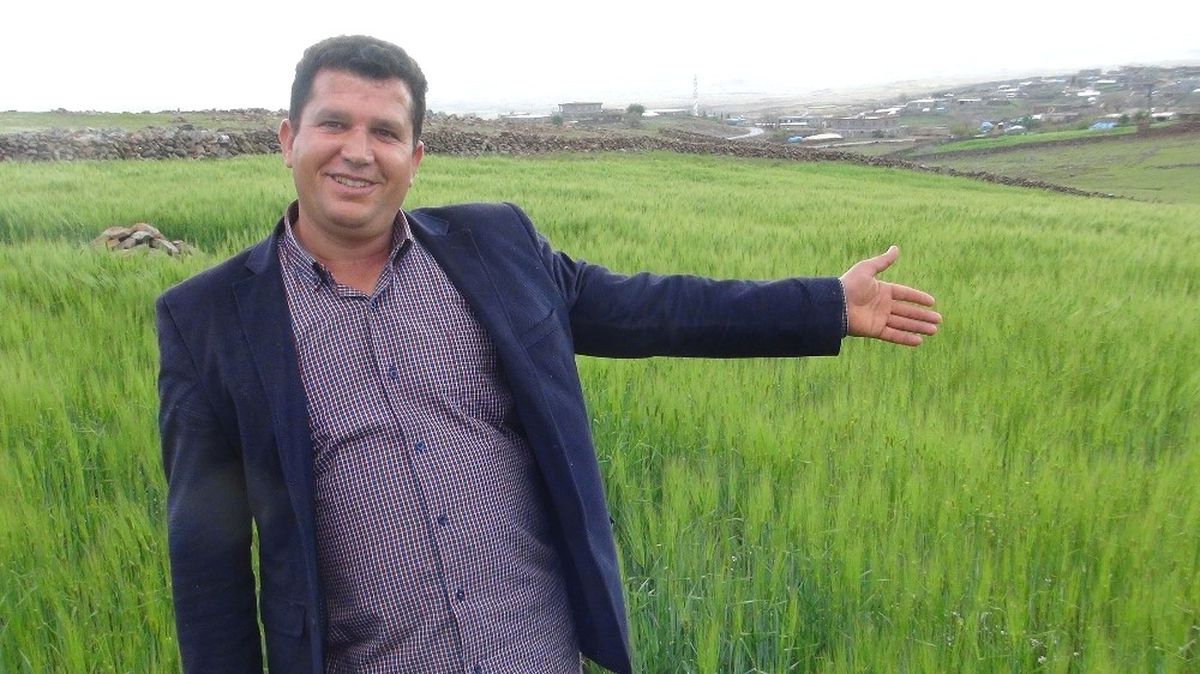 Son Yağışlar Şanlıurfalı Çiftçiyi Sevindirdi