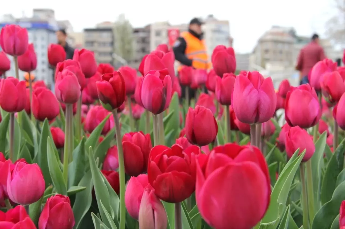 Taksim Meydanı\'ndaki Laleler Koruma Altında