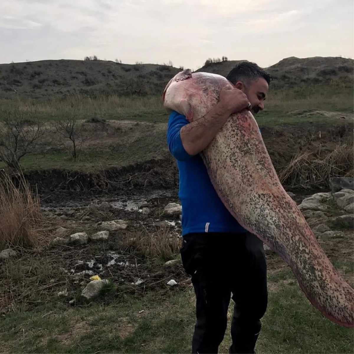 Iğdır\'da 100 Kiloluk Yayın Balığı Yakalandı