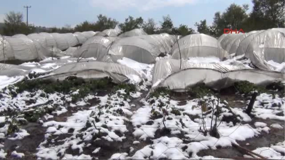 Bursa Inegöl\'de Kar Yağışı Çilek Üretimine Zarar Verdi